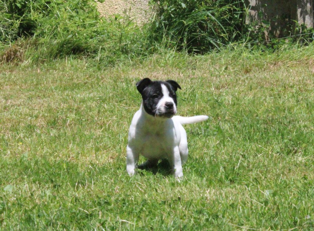 Des Terres De La Gorre - Chiot disponible  - Staffordshire Bull Terrier